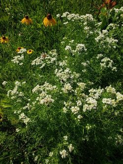 Narrow-Leaved Mountainmint, Slender Mountain Mint, Pycnanthemum tenuifolium